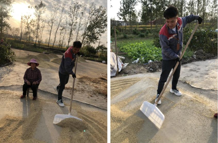 服务无小事|格力售后服务小哥秋收帮用户堆稻谷